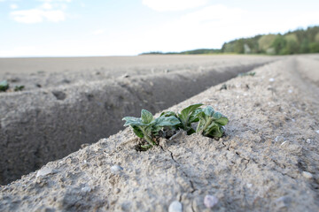 organic food and renewable energy, landscape with potato fields, new and fresh prepared potato fields in a spring landscape with cloudless sky