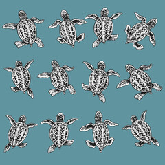 baby turtles in different movement