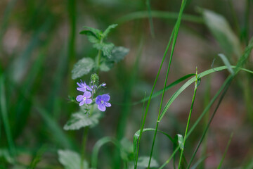 Blue flowers in the green grass in the summer forest