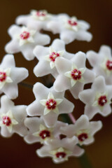 Fototapeta na wymiar Home flower Hoya carnosa, shallow depth of field. Close up of white and pink Hoya flowers or porcelain flower or wax plant. A plant with dark green waxy foliage and fragrant flowers. Hoya is fleshy.