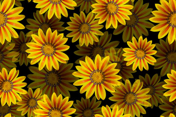 Seamless pattern with yellow flowers on a white background.