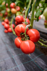ripe tomatoes on a branch are grown in greenhouse