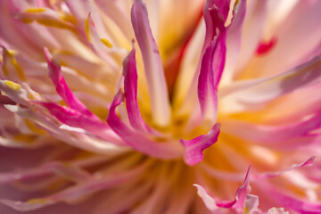 Fototapeta premium Beautiful flower blooming peony