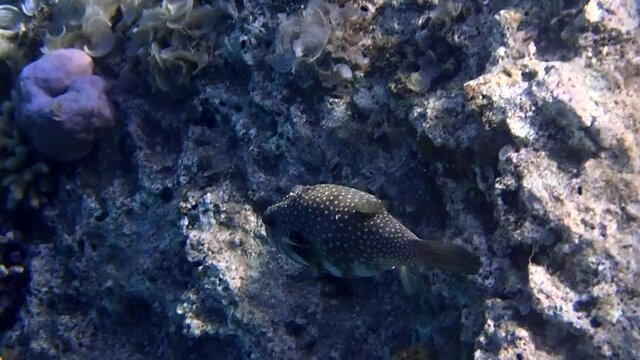 Pearl toby fish, scientific name is Canthigaster margartata. It belongs to the family Tetraodontidae, inhabits shallow water of coral reefs of the Red Sea, when dangerous may inflate its body