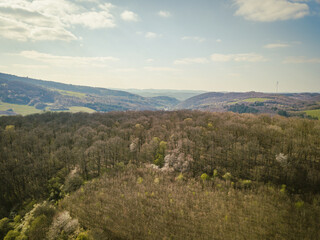Fototapeta na wymiar Aerial view of forest in spring
