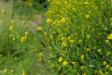 Beautiful summer flowers