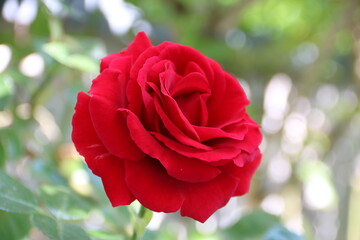 Einzelne Blüte einer roten Rose im Garten