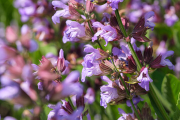Varietal cultivated sage