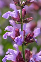 Varietal cultivated sage