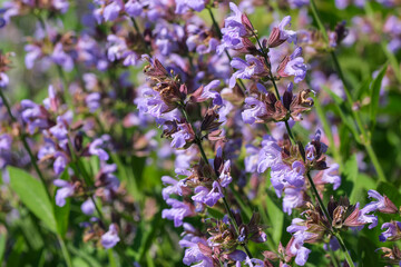 Varietal cultivated sage