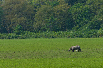 Fototapeta premium One Horned Rhino Scape from Kaziranga National Park Assam India