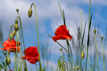 Red poppies bloom