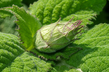 Beautiful summer flowers