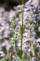 Varietal cultivated sage
