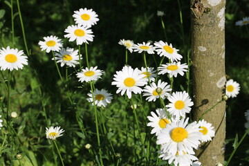 Fototapeta premium Margeriten blühen im Gerten