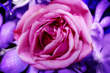 Fototapeta na wymiar Shocking pink rose, rosa flower