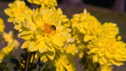 Obraz premium Bee on a beautiful flower
