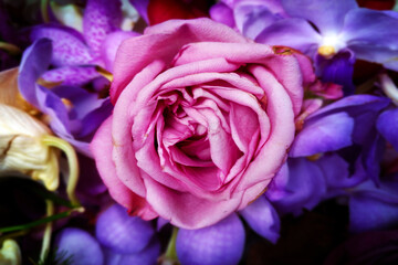 Shocking pink rose, rosa flower