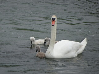 Fototapeta premium swans on the lake