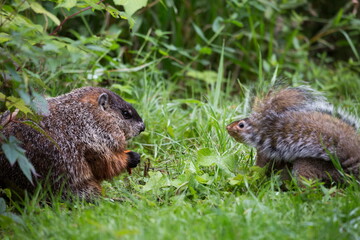 Funny scene featuring well-fed adult groundhog sitting in profile holding a piece of carrot with defensive expression when seeing a squirrel coming towards it in lawn during a spring morning