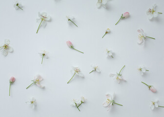 
White background with apple-tree flowers laid out on it. Small white flowers on a holoboom background. beautiful beauty background for mockup, flowers isolate