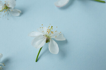 Fototapeta na wymiar Blue background with apple-tree flowers laid out on it. Small white flowers on a holoboom background. beautiful beauty background for mockup