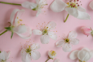 
Pink background with apple-tree flowers laid out on it. Small white flowers on a holoboom background. beautiful beauty background for mockup, flowers isolate