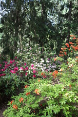 Fleurs dans un jardins. Variétés de fleurs et de roses. Végétation en été. Fleurs et coloré.