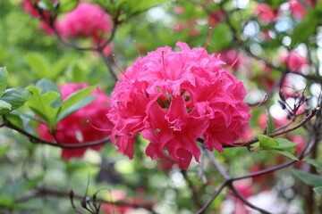Rhododendron, azalée et arbuste d'ornement.  Nature, fleur et beauté en été. Romantique. Délicat. Gros plan de fleurs.