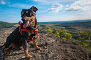 Pincher on rock with a view