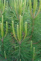 very beautiful spruce branch as background