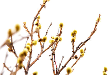  Beautiful landscape of tundra. Spring Landscape. Buds on a branch of a young birch, on a white background