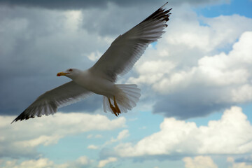 Fototapeta na wymiar seagull in sky