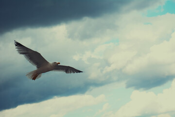 Obraz premium seagull in flight