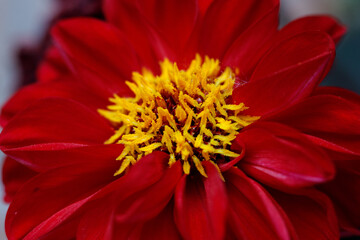 Plants - My garden zinnia's