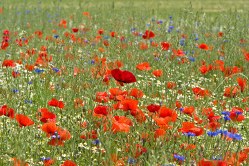 Poppy and cornflower field 