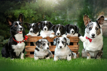 Naklejka na ściany i meble welsh corgi cardigan cute dog family on a green meadow 
