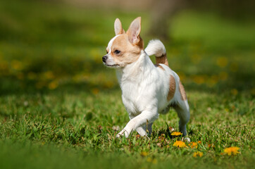 chihuahua cute dogs portrait pets pictures of dogs outdoors
 - obrazy, fototapety, plakaty