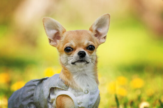 chihuahua cute dogs portrait pets pictures of dogs outdoors
