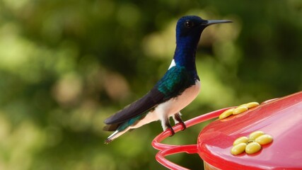 Colibrí Mindo Ecuador