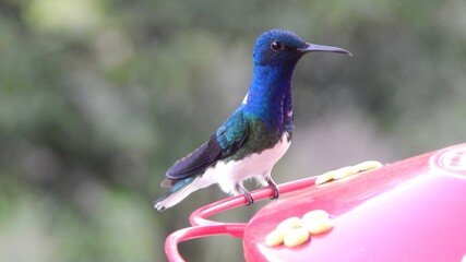 Colibrí Mindo Ecuador