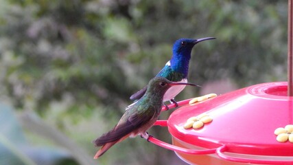 Colibrí Mindo Ecuador