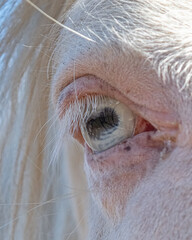 Eye of a young thoroughbred horse, close-up.
