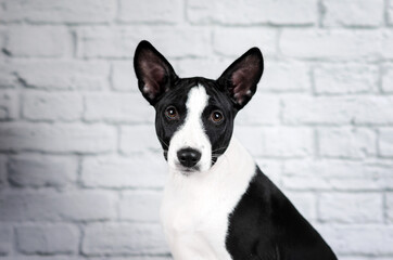 basenji dog cute puppy portrait on white background studio photo pets
