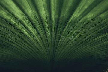 palm leaf in the garden for background