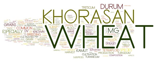 Khorasan wheat
