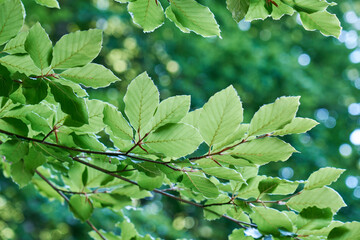 Beech tree green foliage