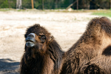 Bactrian camel Camelus bactrianus of sunny day in the national park