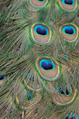 Pattern on peacock feathers