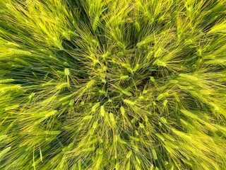 A close up of a green plant. Green grain field in the summer sun rays.